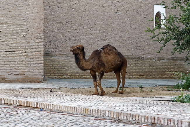Ballade dans Khiva-133